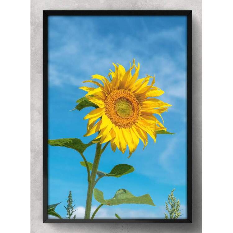 Quadro Decorativo Girassol