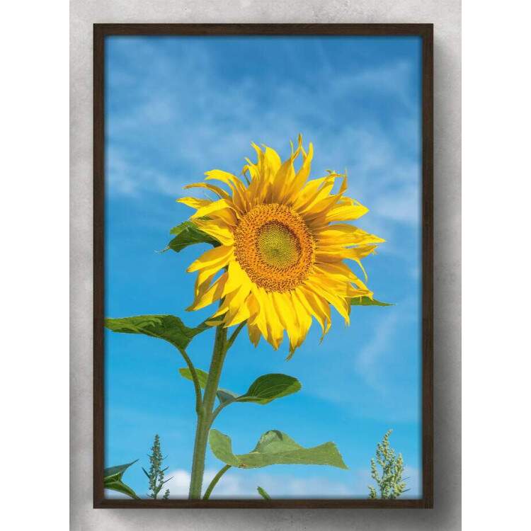 Quadro Decorativo Girassol