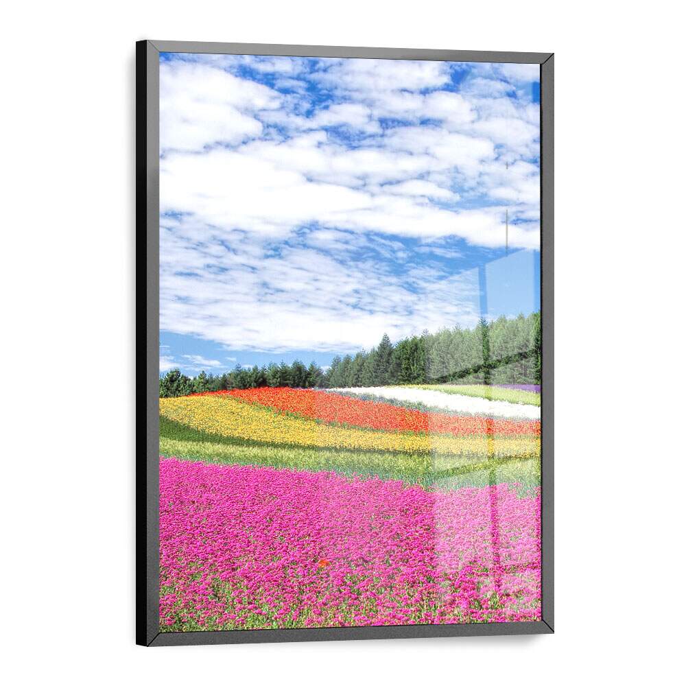 Quadro Decorativo Flores Coloridas no Campo