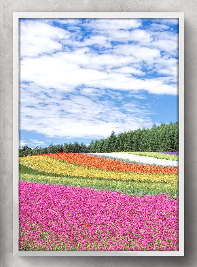 Quadro Decorativo Flores Coloridas no Campo