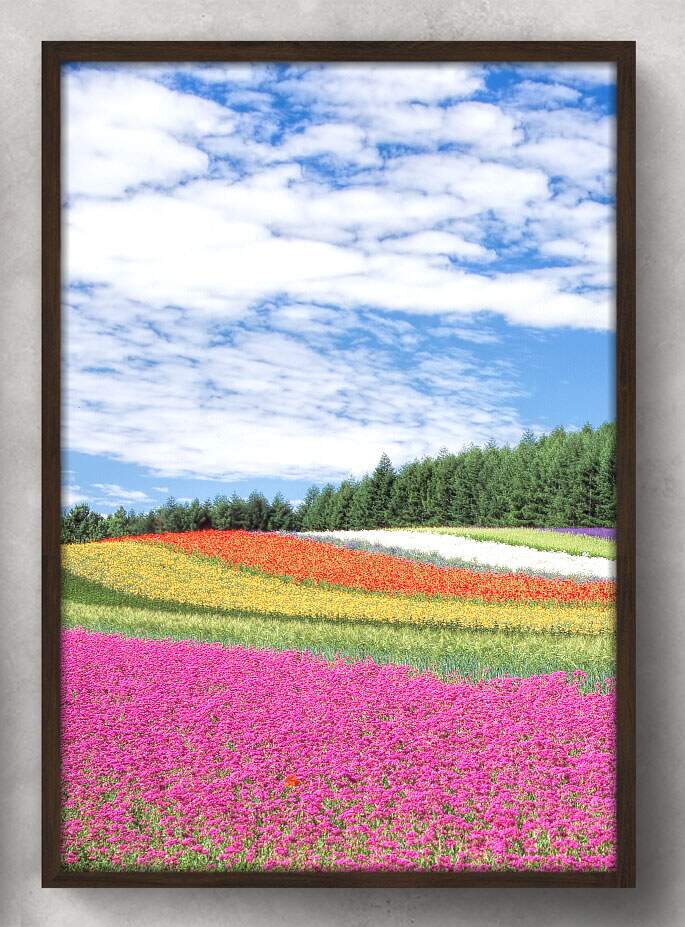 Quadro Decorativo Flores Coloridas no Campo
