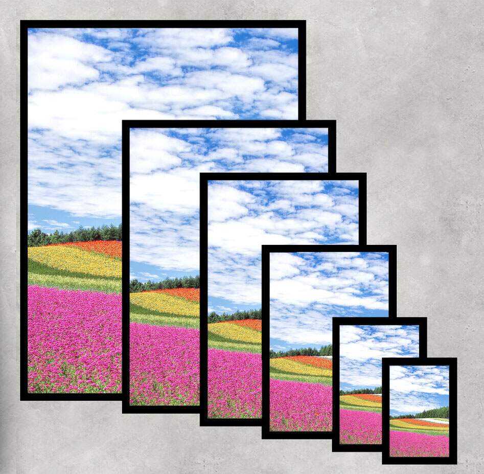 Quadro Decorativo Flores Coloridas no Campo
