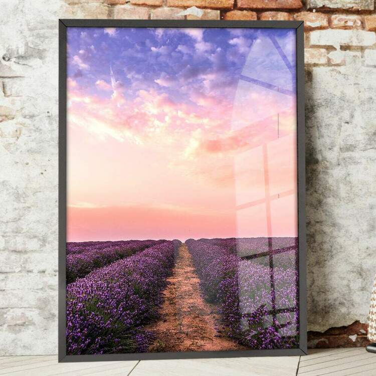 Quadro Decorativo Campo de Lavanda