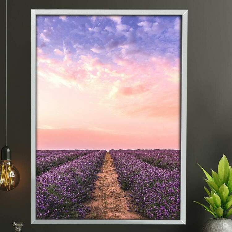 Quadro Decorativo Campo de Lavanda