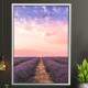 Quadro Decorativo Campo de Lavanda