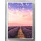 Quadro Decorativo Campo de Lavanda