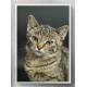 Quadro Decorativo Gatinho