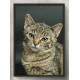 Quadro Decorativo Gatinho