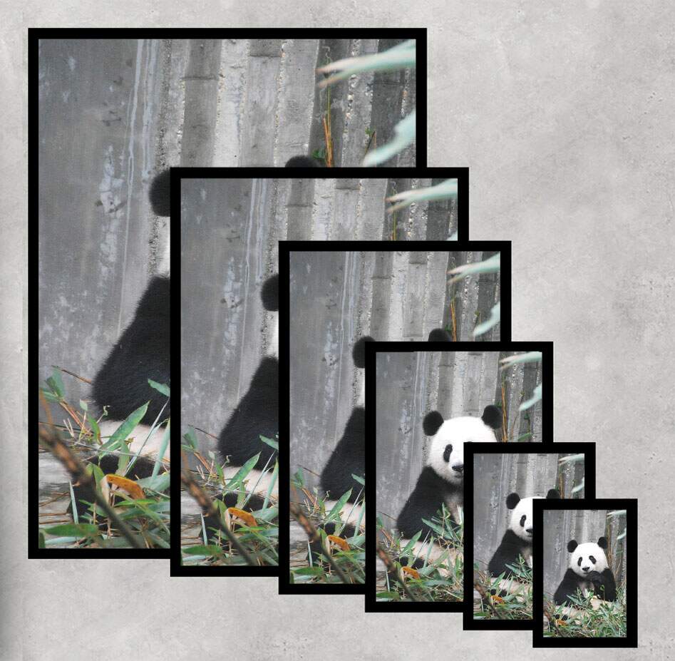 Quadro Decorativo Panda