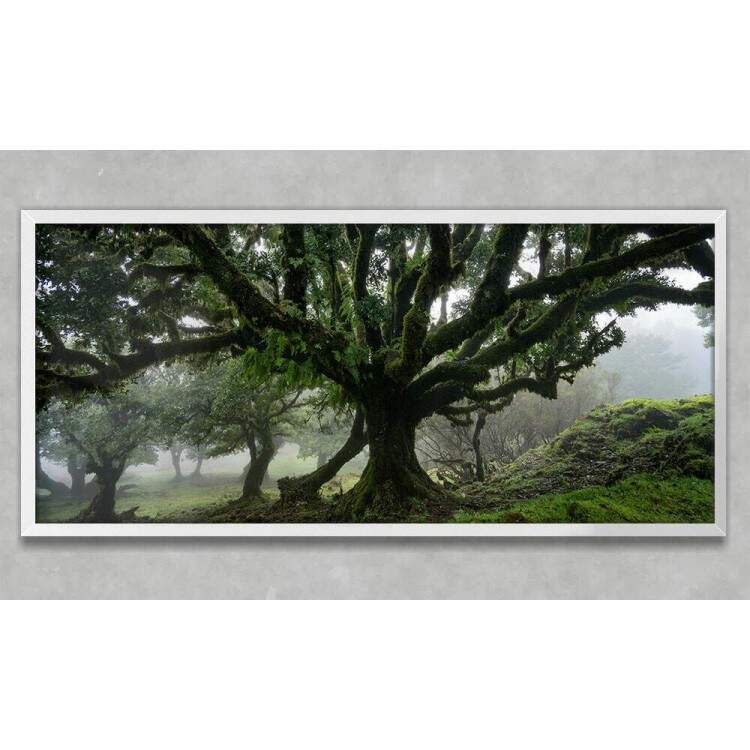 Quadro Decorativo Slim rvore na Floresta