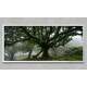 Quadro Decorativo Slim �rvore na Floresta