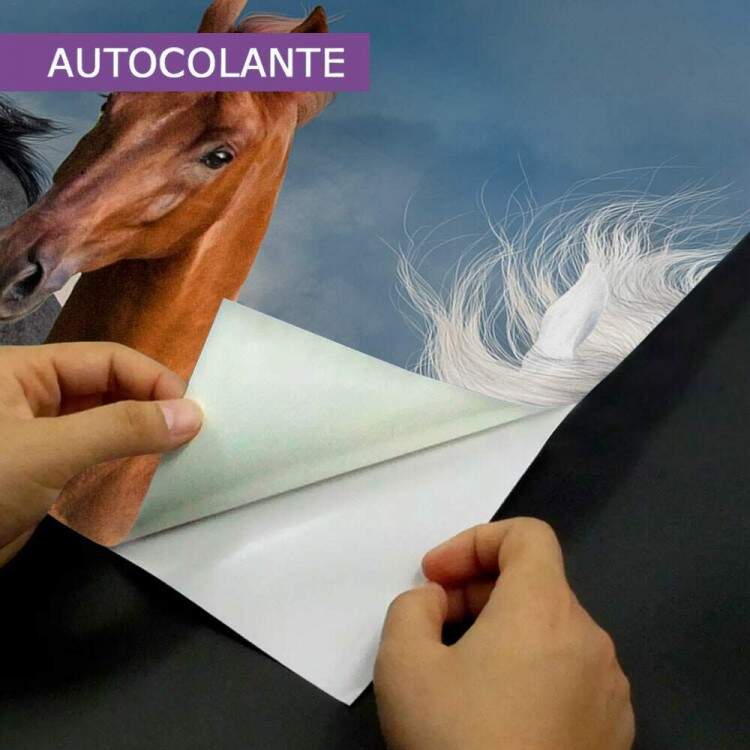 Papel de Parede Paisagem de Cavalos Fundo Azul MP
