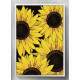 Quadro Decorativo Girassol Fundo Preto