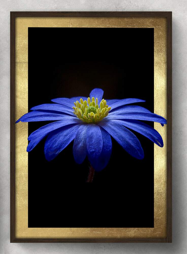 Quadro Decorativo Flor Azul Fundo Preto