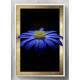Quadro Decorativo Flor Azul Fundo Preto