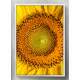 Quadro Decorativo Girassol