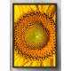 Quadro Decorativo Girassol