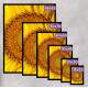 Quadro Decorativo Girassol