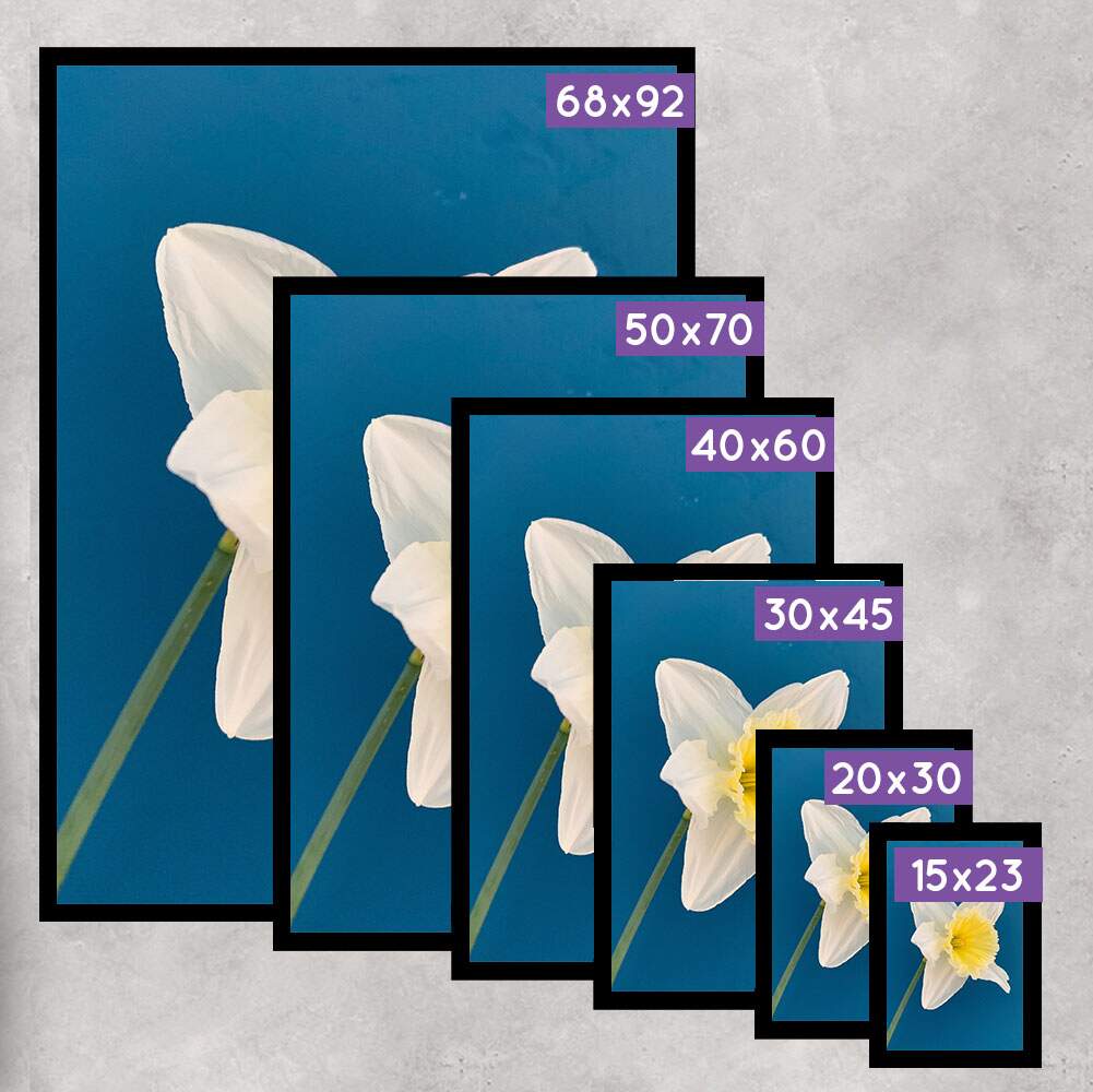 Quadro Decorativo Flor Branca com Fundo Azul