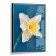 Quadro Decorativo Flor Branca com Fundo Azul
