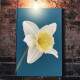 Quadro Decorativo Flor Branca com Fundo Azul