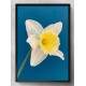 Quadro Decorativo Flor Branca com Fundo Azul