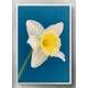 Quadro Decorativo Flor Branca com Fundo Azul