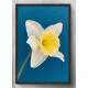 Quadro Decorativo Flor Branca com Fundo Azul
