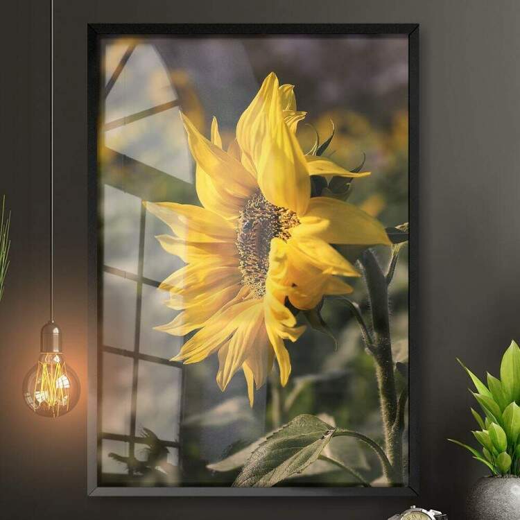 Quadro Decorativo Floral Girassol com Fundo Embaado