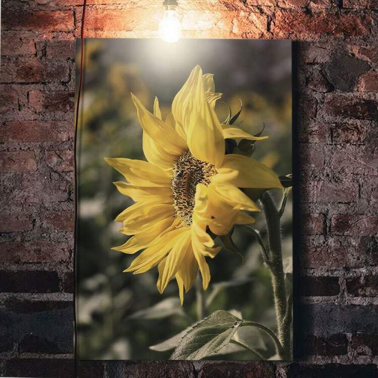 Quadro Decorativo Floral Girassol com Fundo Embaado