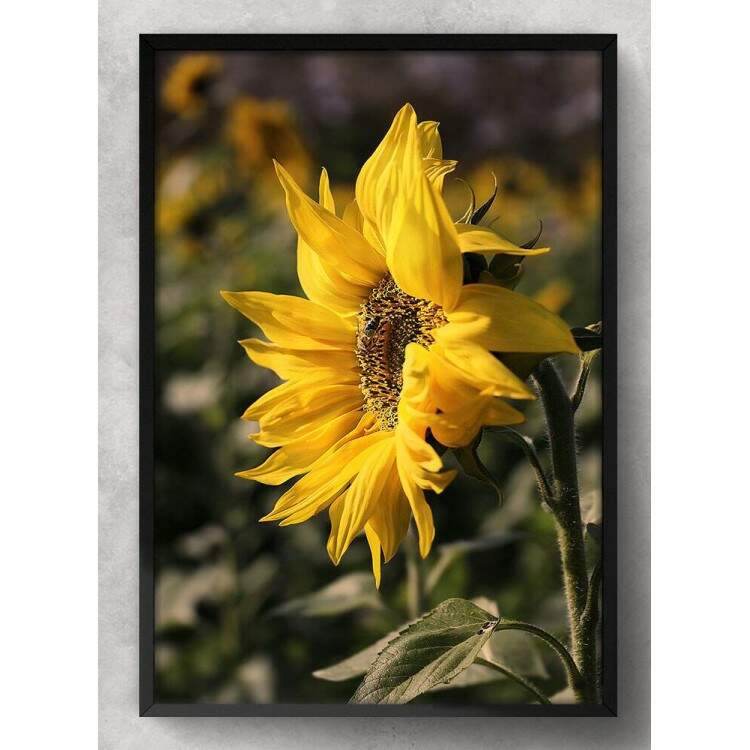 Quadro Decorativo Floral Girassol com Fundo Embaado