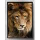 Quadro Decorativo Le�o