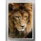 Quadro Decorativo Le�o