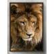 Quadro Decorativo Le�o