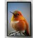 Quadro Decorativo Pass�ro Laranja
