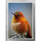 Quadro Decorativo Pass�ro Laranja