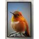Quadro Decorativo Pass�ro Laranja