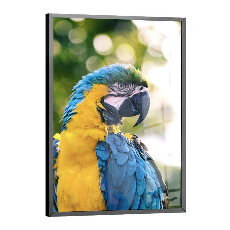 Quadro Decorativo Arara com Fundo Verde Embaado