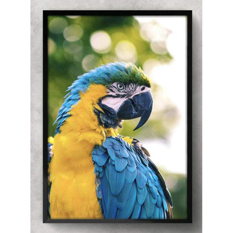 Quadro Decorativo Arara com Fundo Verde Embaado