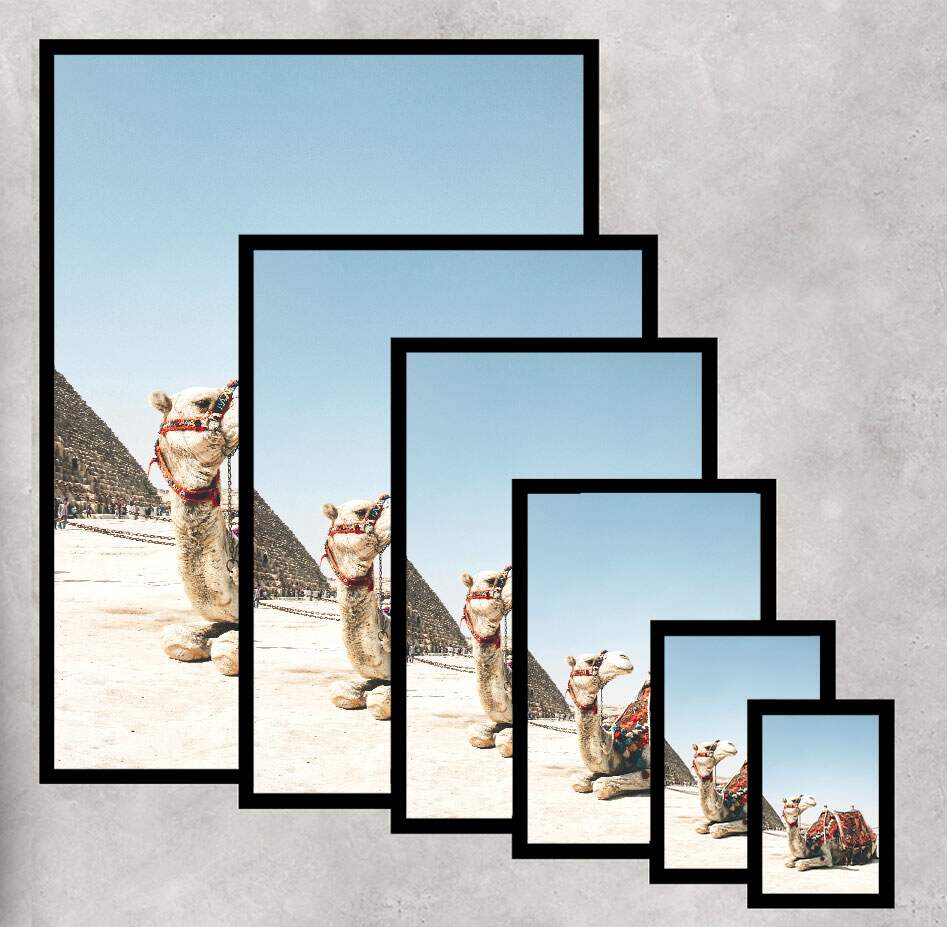 Quadro Decorativo Camelo no Egito