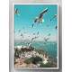 Quadro Decorativo Gaivotas na Beira do Mar