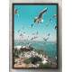 Quadro Decorativo Gaivotas na Beira do Mar