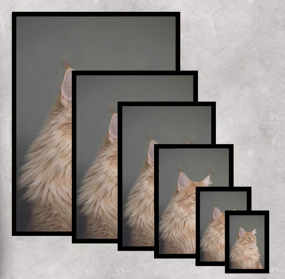 Quadro Decorativo Gato Fundo Cinza