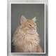 Quadro Decorativo Gato Fundo Cinza