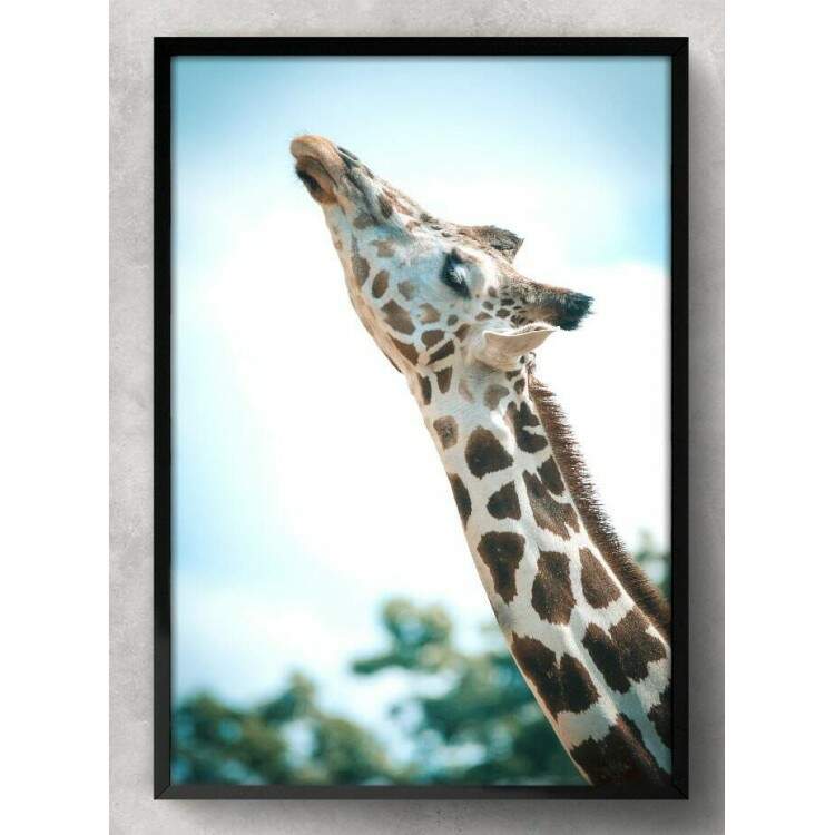 Quadro Decorativo Girafa com Fundo Embaado