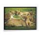 Quadro Decorativo Leoas o Filhotes