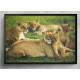 Quadro Decorativo Leoas o Filhotes