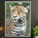 Quadro Decorativo Leopardo
