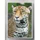 Quadro Decorativo Leopardo
