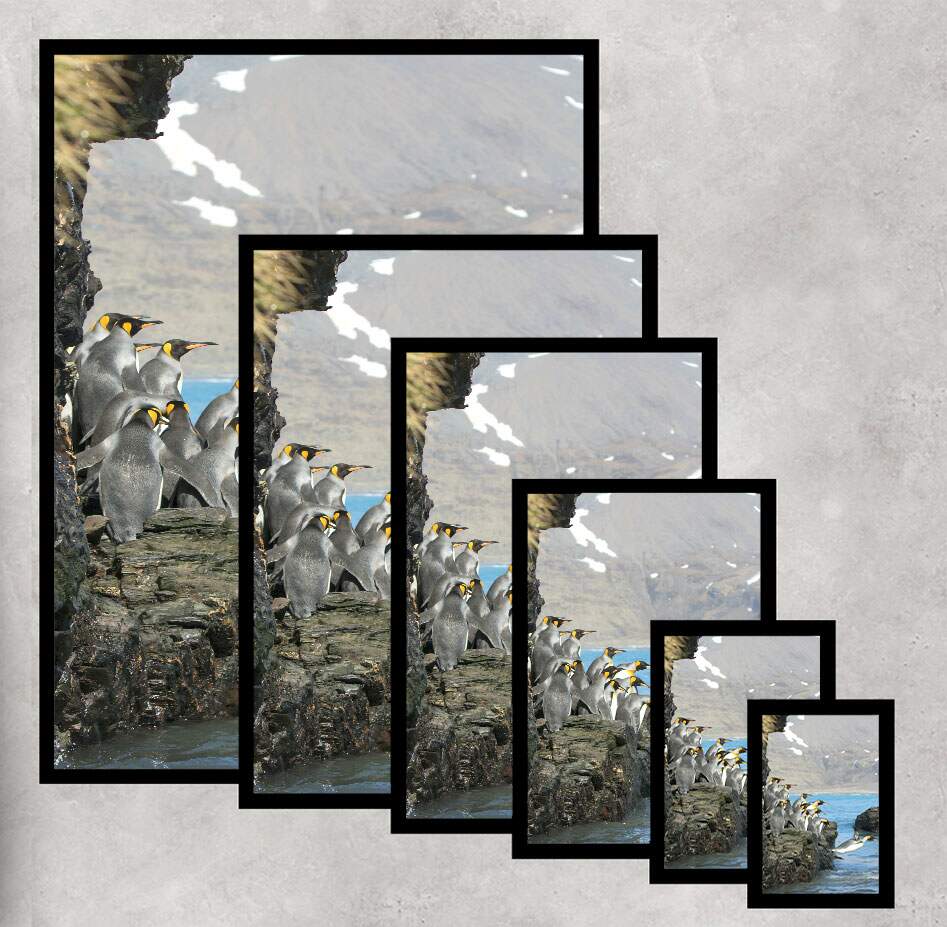 Quadro Decorativo Pinguins Pulando no Mar